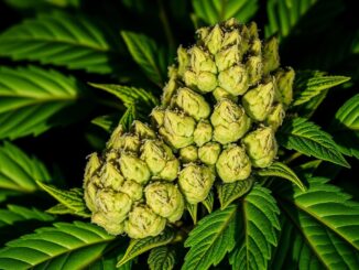 cali-genetics-gorilla-glue-4-25-thc-full-season